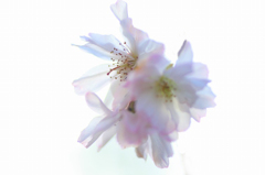 　　華麗に
