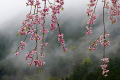 　　さくら 桜 櫻　(31