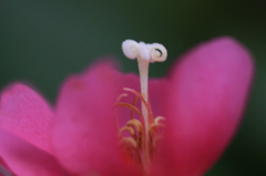 　　花芯