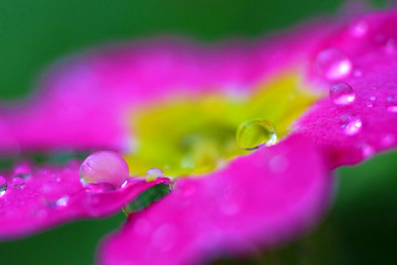 　　花雫　1 
