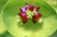 　　　華花　10