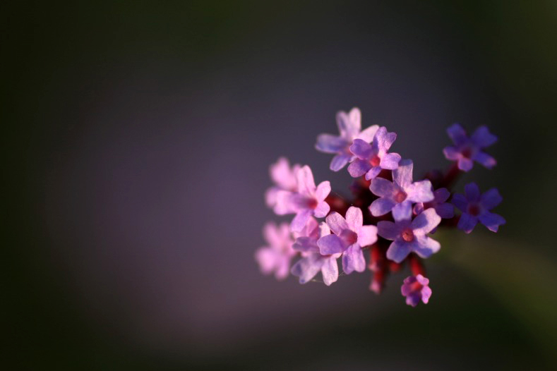 　　小さな花束
