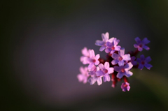 　　小さな花束