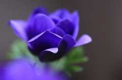 　　　華花　8