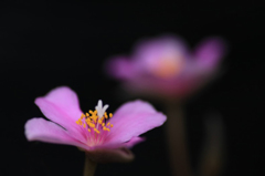 　　　花写　3
