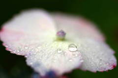 　　　紫陽花の雨　　1