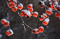　　　雪柿　　1