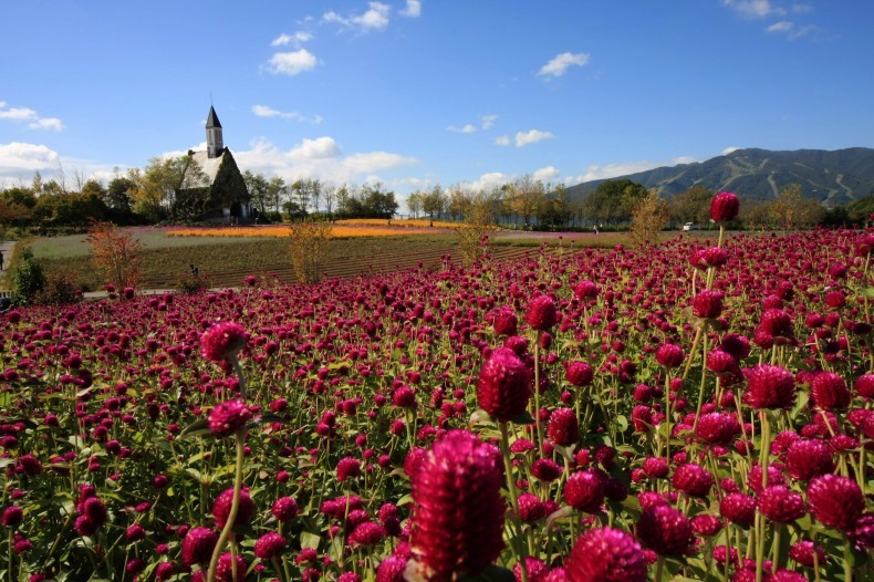 　　　花咲くチャペル