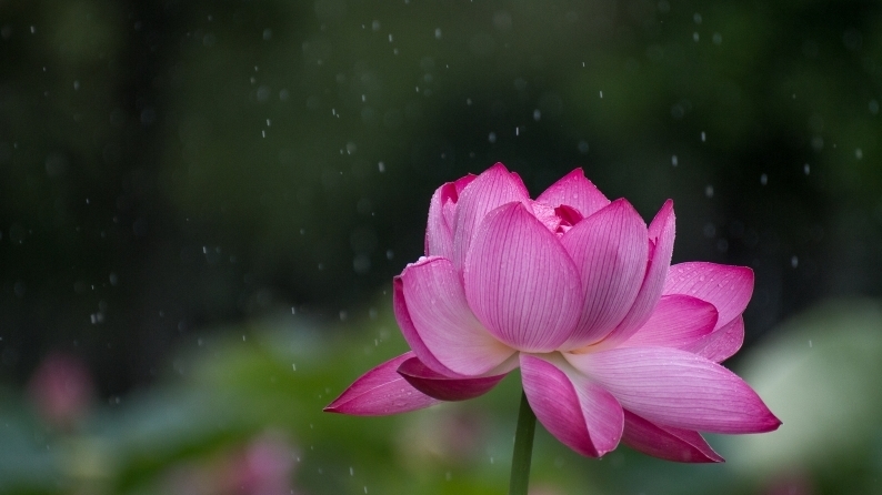 　雨に咲く