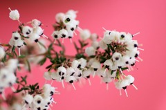花写　エリカ
