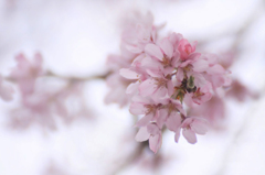 　　　櫻　桜　さくら　(6