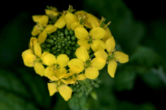 　　　花の輪