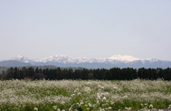 　　　残雪の白山輝く
