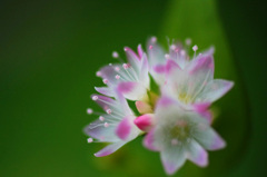 　　　路傍の花　　3