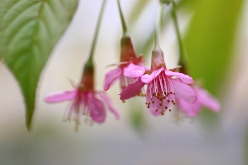 花写　(1