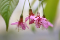花写　(1