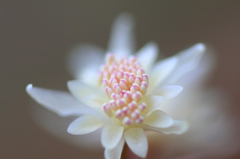 　　花便り　20