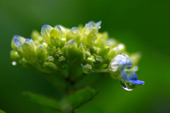 　　　花雫