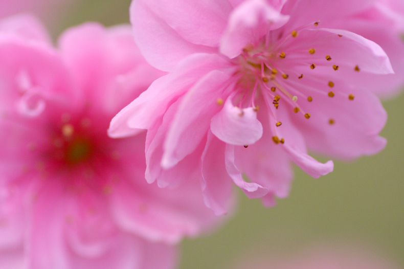 　　　花想い　14