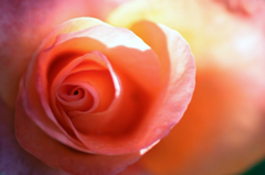 薔薇の香りは貴女の匂い