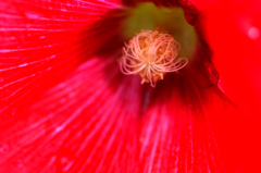 　　　花心