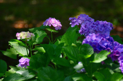 　　　紫陽花たより　1