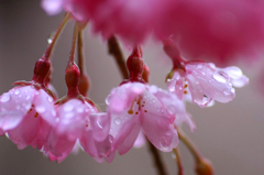 　　　花雫　9