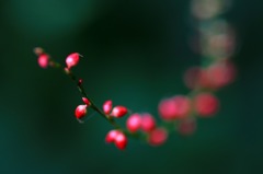 花のワルツ　21