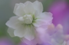 花写　(92　　ストック