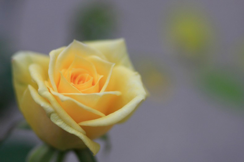 　　薔薇写