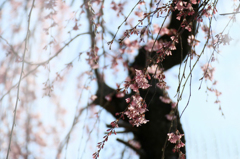 さくら 桜 櫻　(5