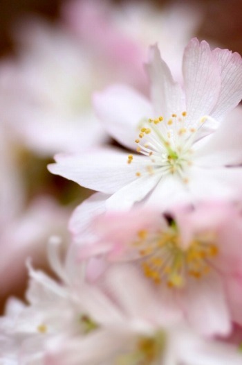 　　溢れるほどの春