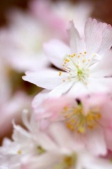 　　溢れるほどの春