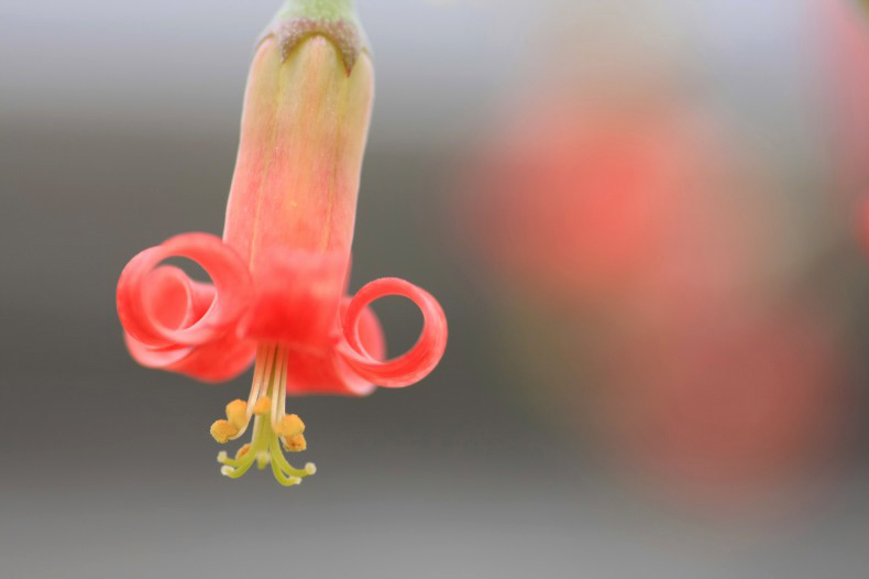 　　　花想い　16