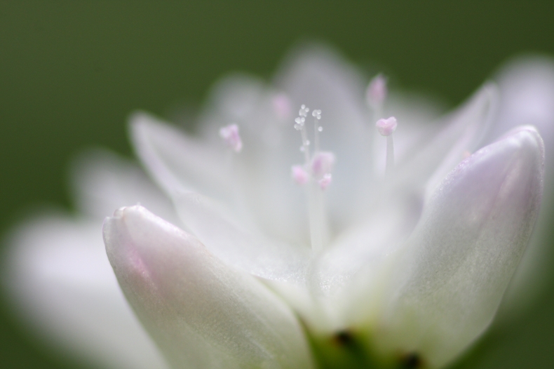 　　　美しき白花