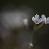 野に咲いて