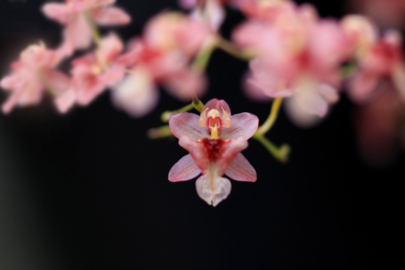 　　花写　3