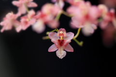　　花写　3