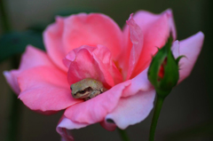 　　　迷想中ですか？