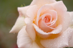 　　　薔薇の回廊　　1