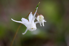　　　華花　11