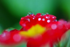 　　花雫　7 