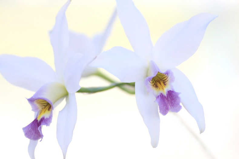 　　花に思いを寄せて　3 