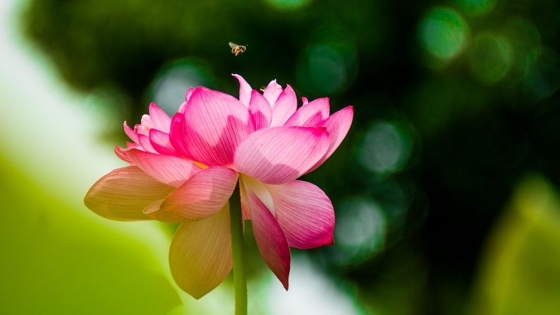 　花遊び