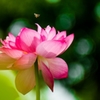 　花遊び