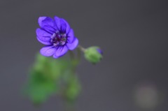 　　　花野辺　5