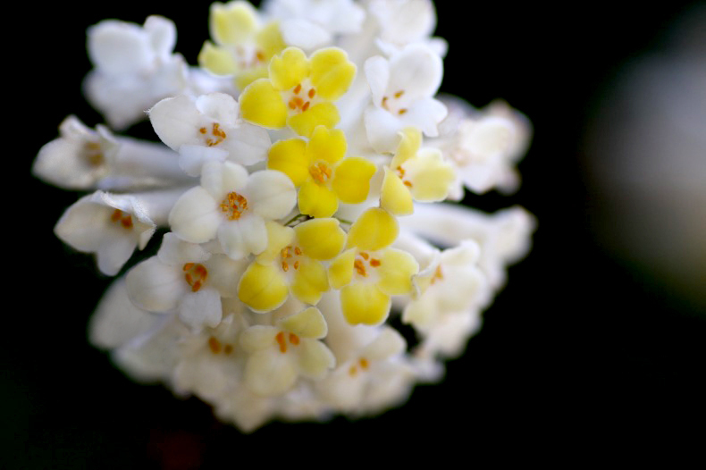 　　　花の歳時記　7