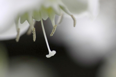 　　　花芯の想い　　4