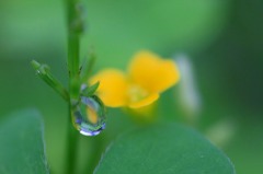 水玉の詩　(2
