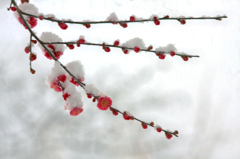 　　春の淡雪　13